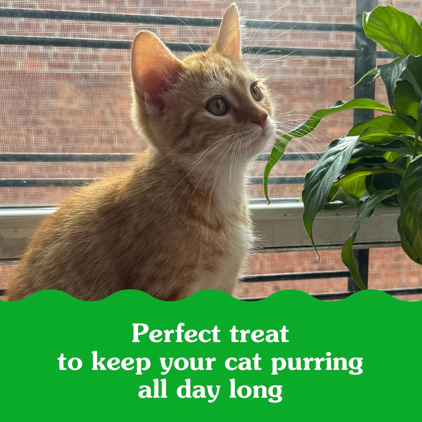 Greenies Feline Smartbites - Snacks saludables para gatitos sabor a pollo.