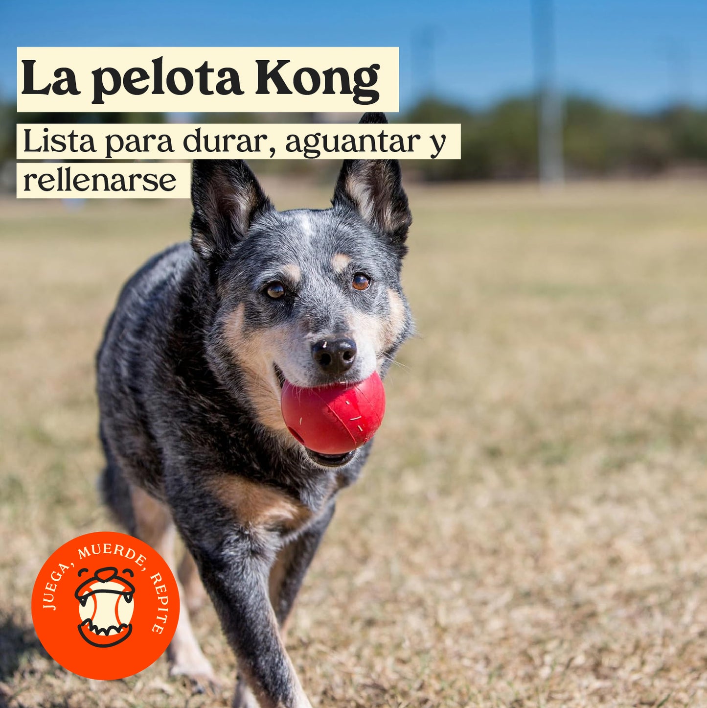 Pelota Kong rellenable para perros